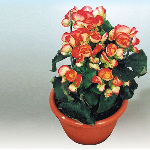 ביגוניה כתומה