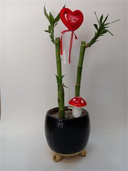 סידור במבוק